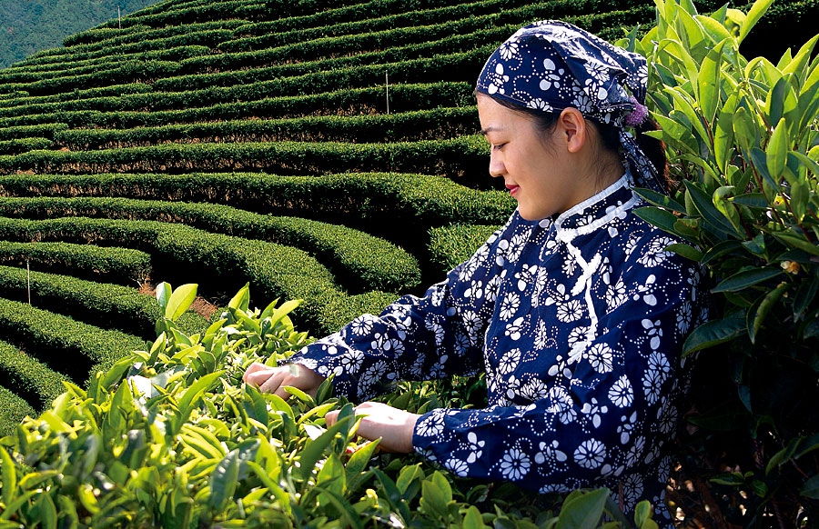 黑眼睛廣告為靈光寺景區(qū)拍攝的茶田采茶姑娘